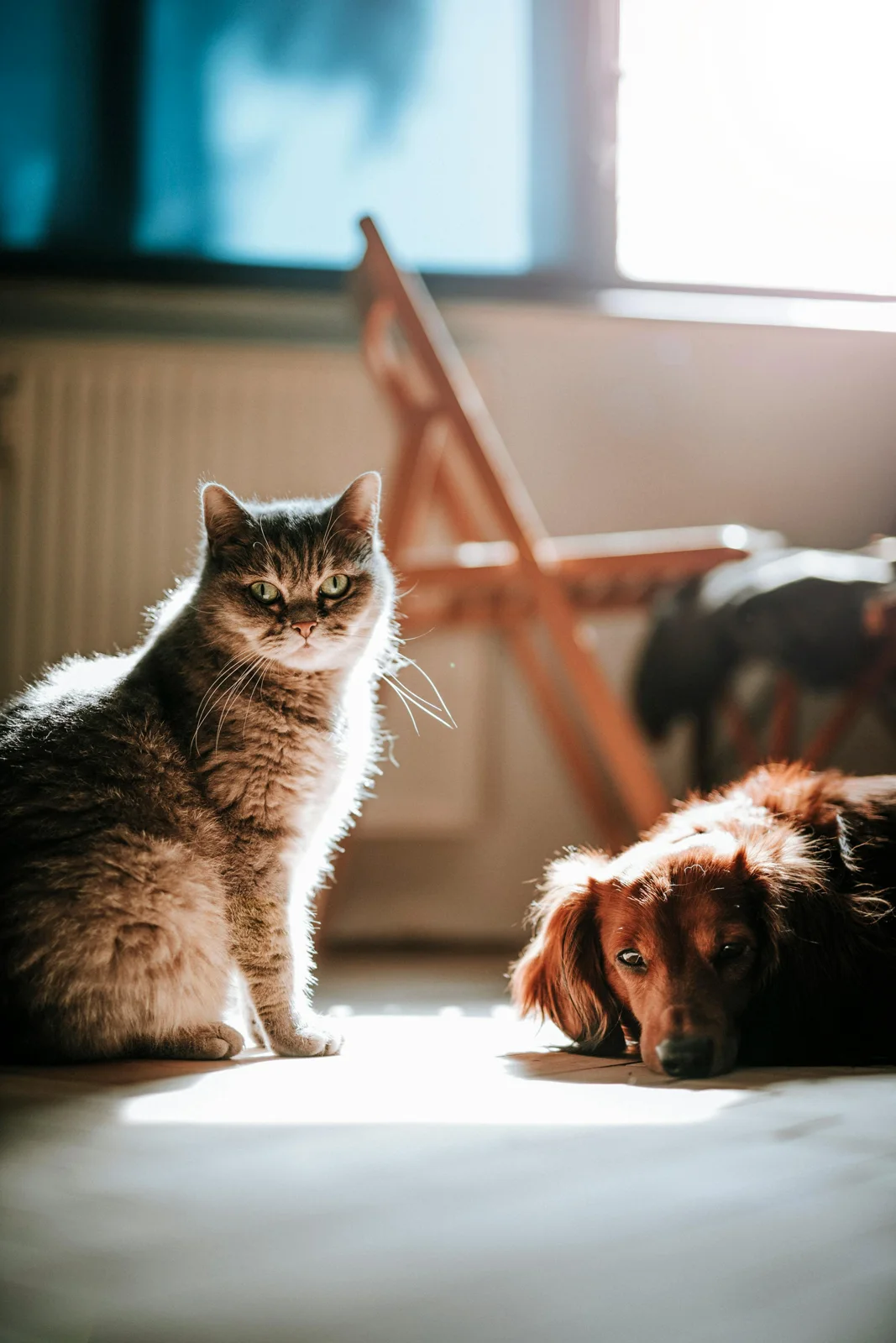 Koty w domowym otoczeniu — zdjęcie ilustracyjne