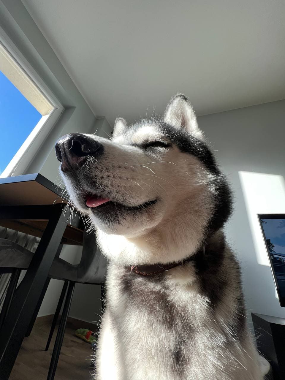 Petsitter Alvis z psem podczas spotkania zapoznawczego