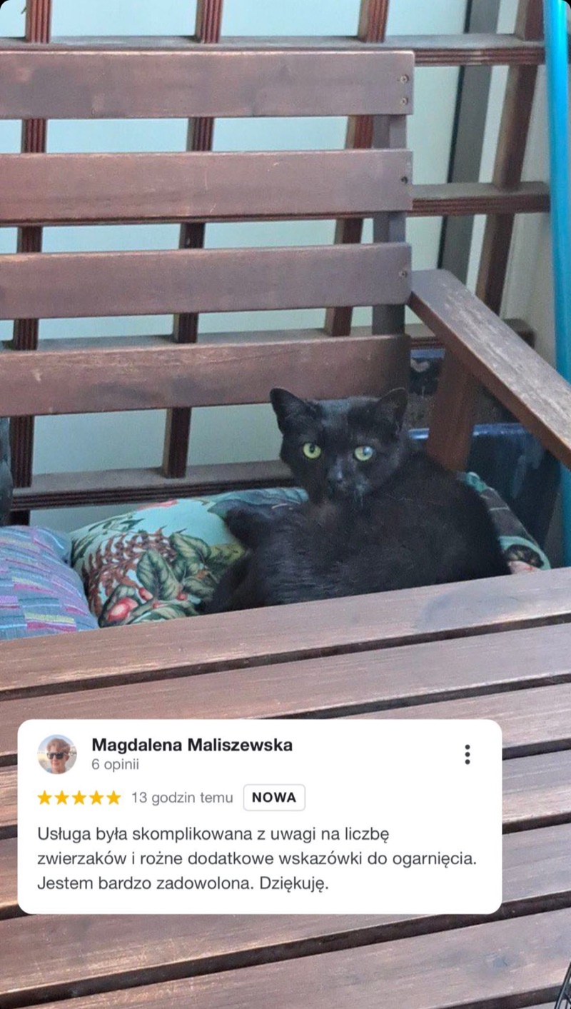 Zdjęcie czarnego kota i opinia o opiece Alvis