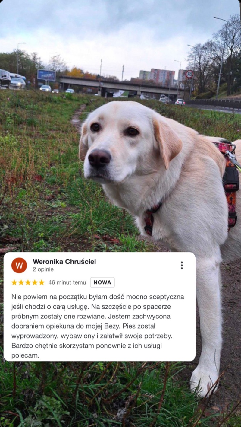 Zdjęcie labradora na spacerze i opinia klientki Alvis