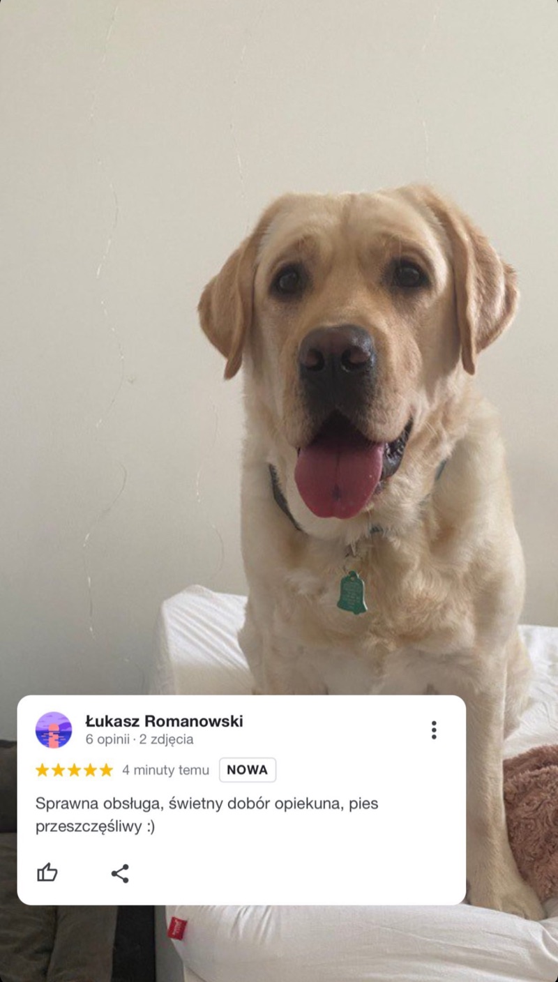 Opinia klienta Alvis o opiece nad labradorem