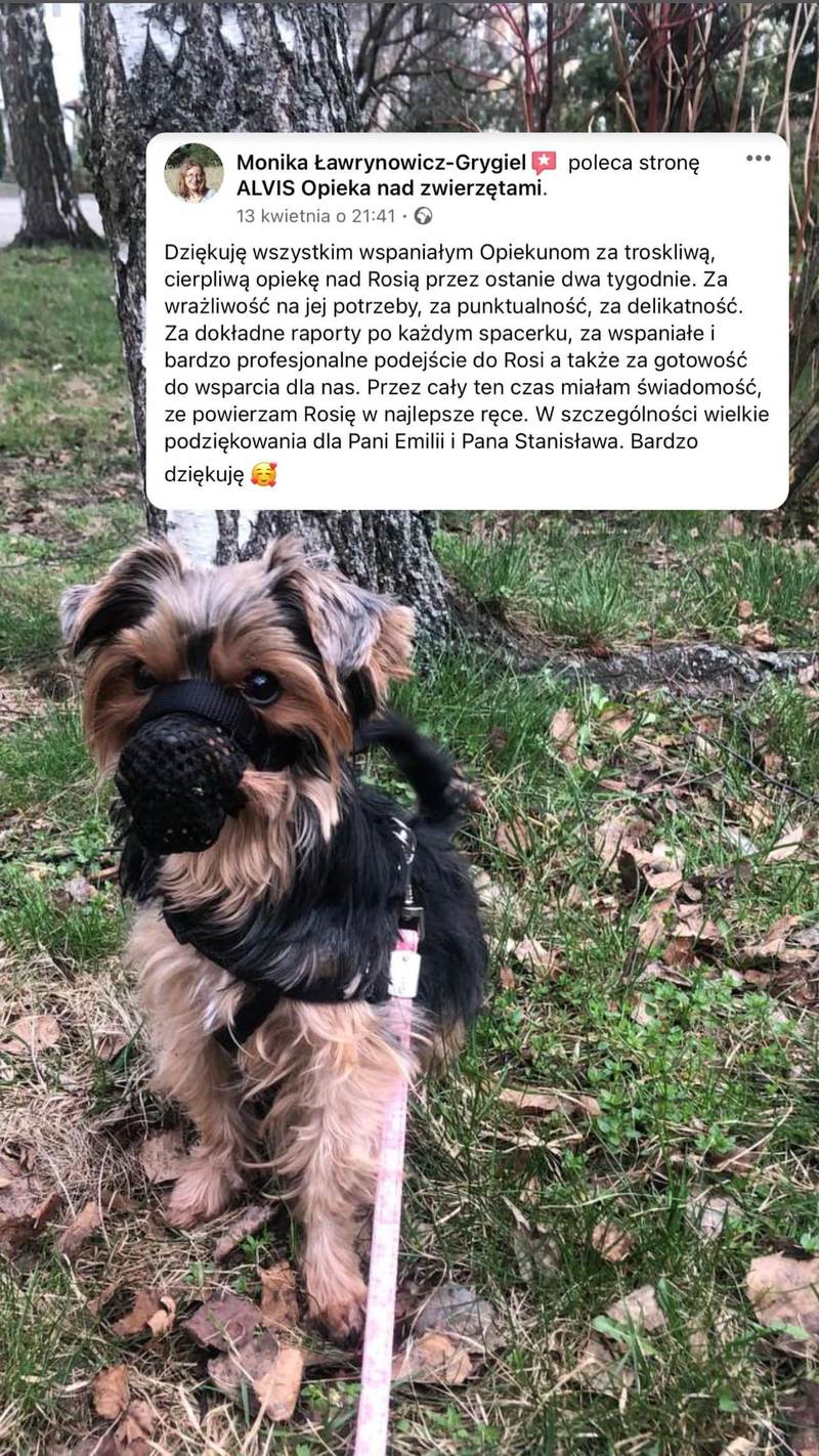 Opinia klienta Alvis o opiece nad psem
